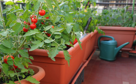 Cómo hacer un huerto en casa
