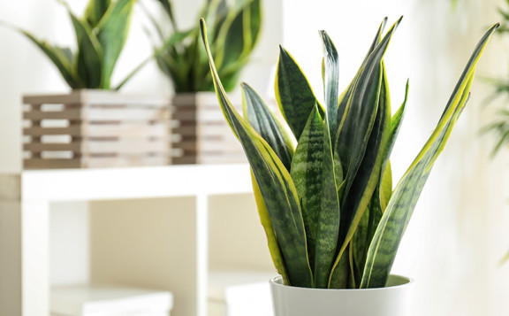 Plantas anti moho y contra la humedad