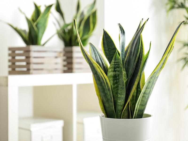 Plantas anti moho y contra la humedad