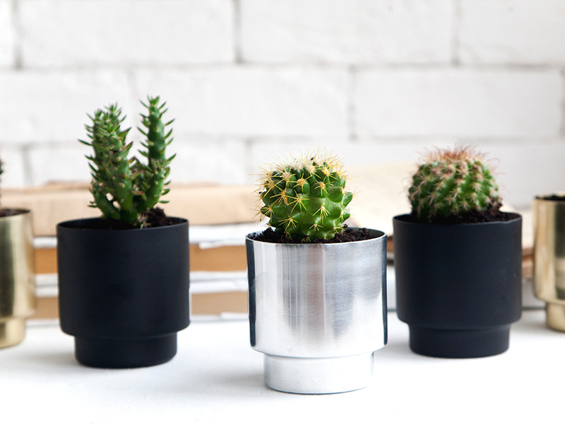 Ideas originales para decorar con cactus