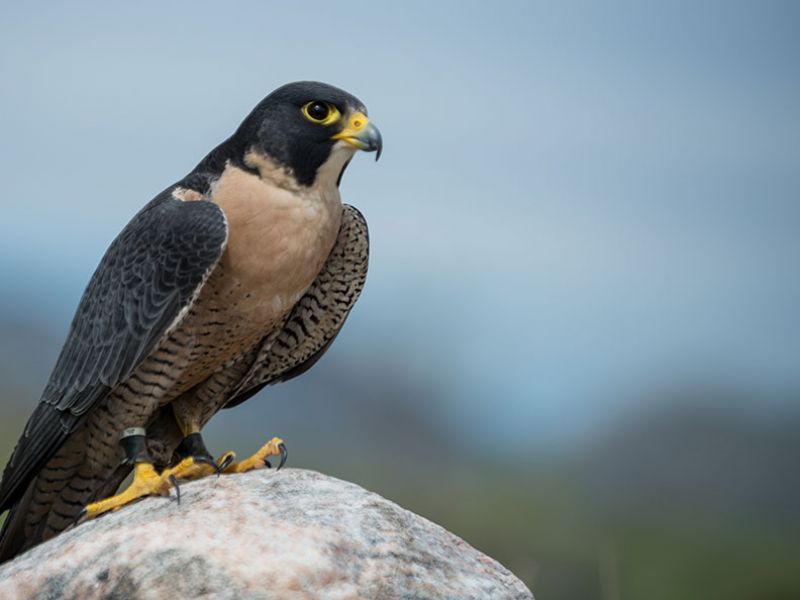 halcon peregrino
