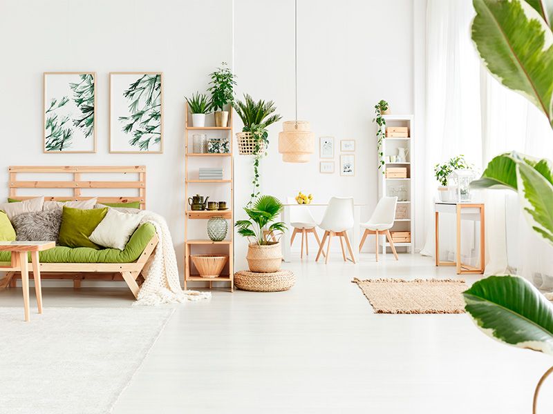 plantas que purifican el aire