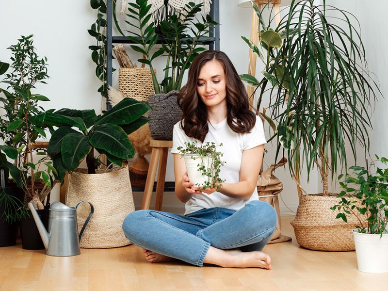 Las plantas antimosquitos de interior y exterior