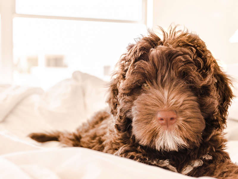Una mascota para cada tipo de casa